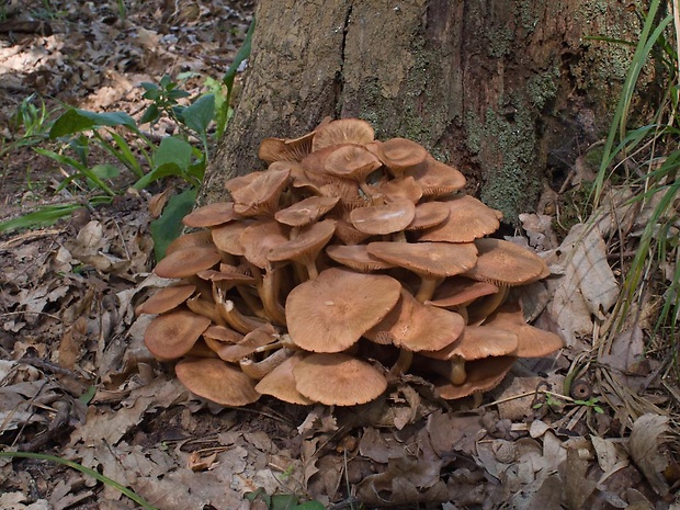 podpňovka bezprsteňová Armillaria socialis (DC.) Fayod