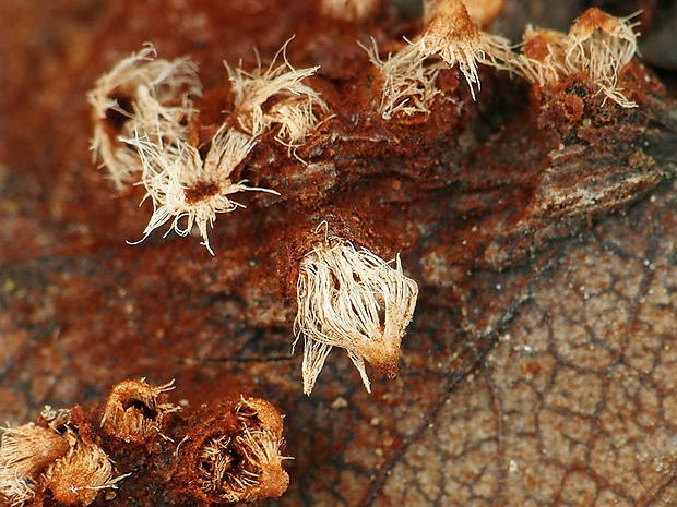 hrdzavka hrušková Gymnosporangium sabinae (Dicks.) G. Winter