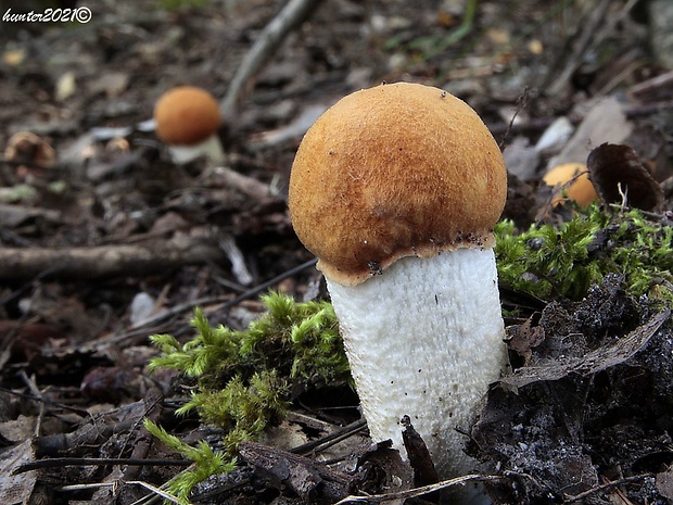 kozák osikový Leccinum albostipitatum den Bakker & Noordel.