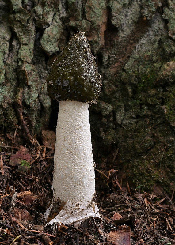 hadovka smradľavá Phallus impudicus L.