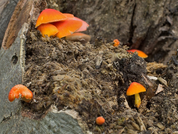 štítovka šarlátová Pluteus aurantiorugosus (Trog) Sacc.