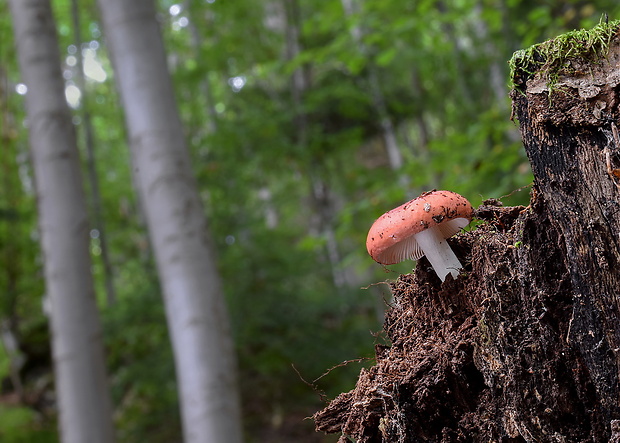 plávka Russula sp.