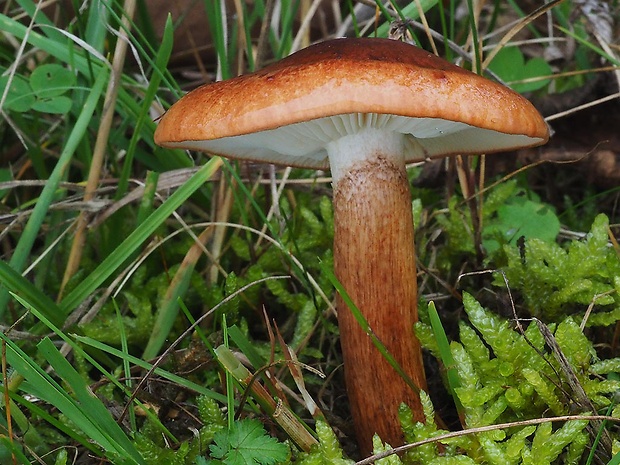 čírovka slizká Tricholoma ustaloides Romagn.