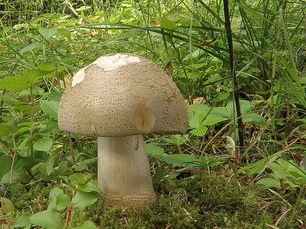 muchotrávka červenkastá Amanita rubescens Pers.