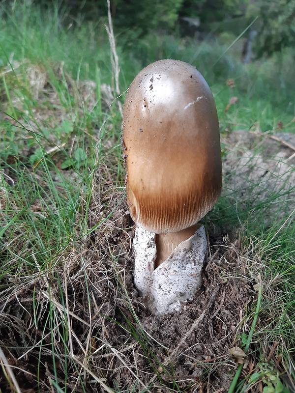 muchotrávka Amanita sp.