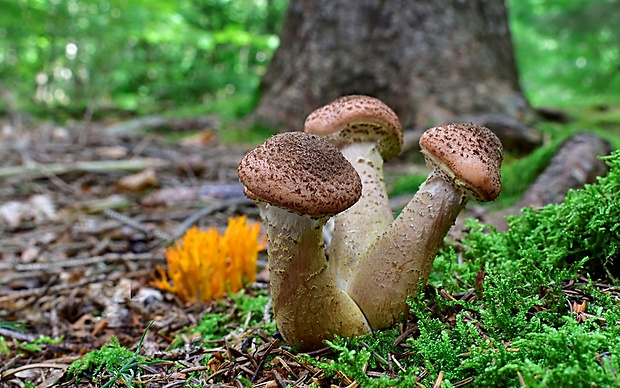 podpňovka obyčajná Armillaria mellea (Vahl) P. Kumm.