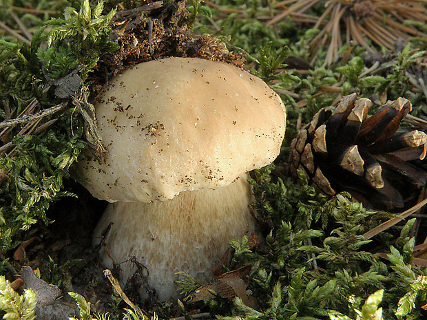 hríb smrekový Boletus edulis Bull.