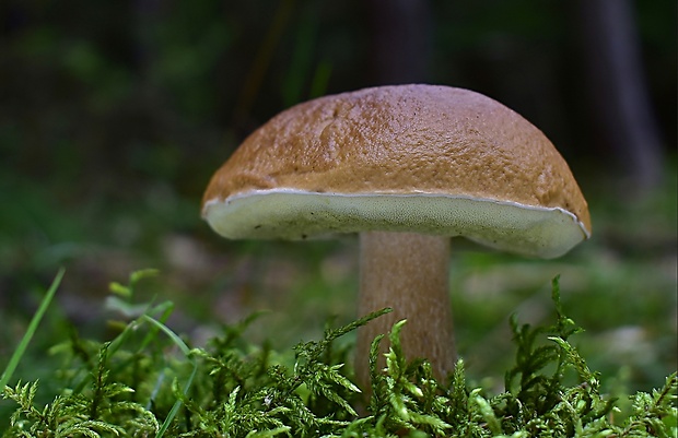 hríb smrekový Boletus edulis Bull.