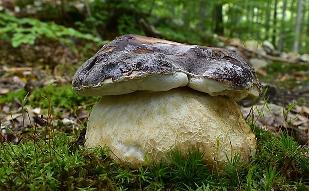 hríb sosnový Boletus pinophilus Pil. et Dermek in Pil.