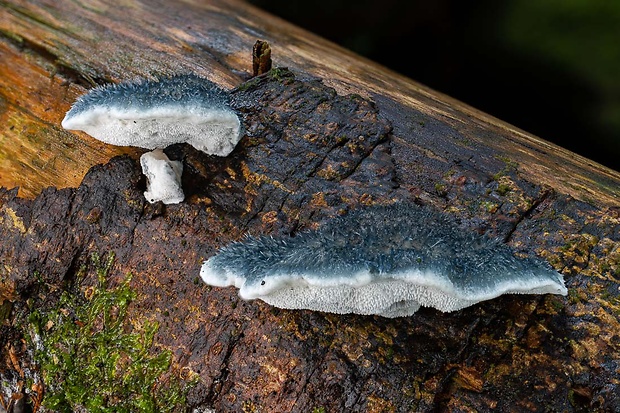 šťavnatec modrastý Cyanosporus caesius (Schrad.) McGinty