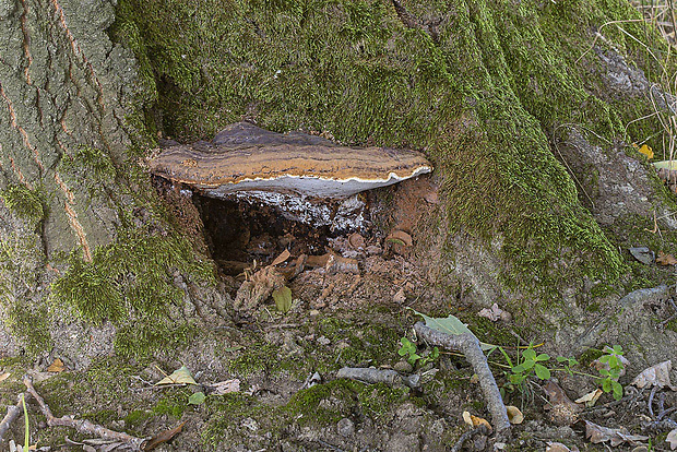 lesklokôrovka živicovitá Ganoderma resinaceum Boud.