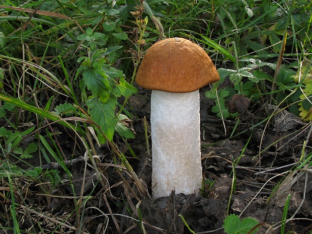 kozák osikový Leccinum albostipitatum den Bakker & Noordel.