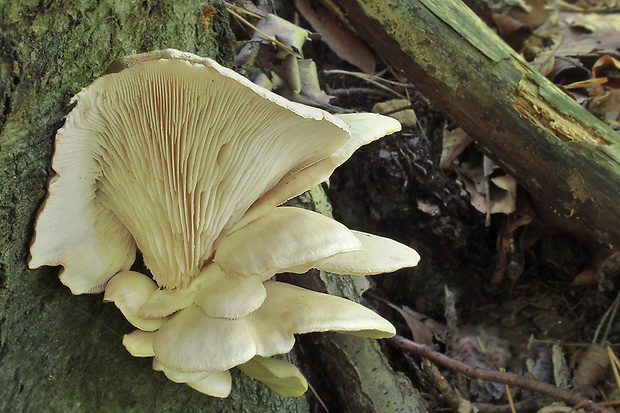 hliva buková Pleurotus pulmonarius (Fr.) Quél.