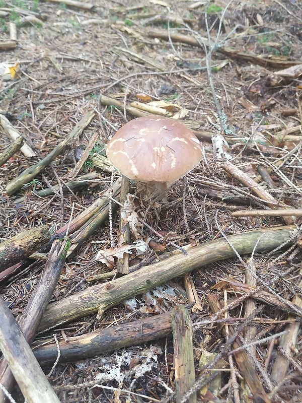 hríb smrekový Boletus edulis Bull.