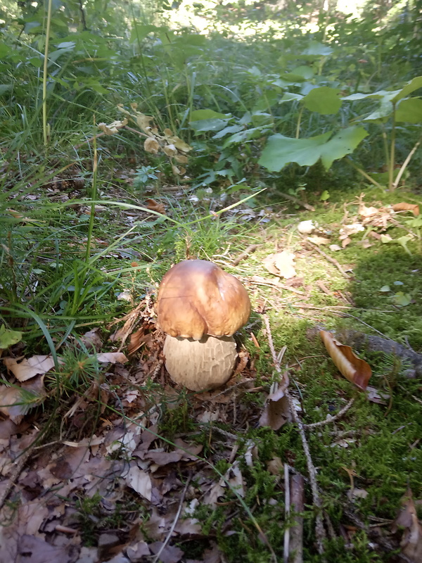 hríb dubový Boletus reticulatus Schaeff.