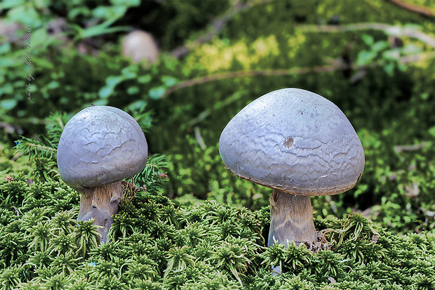 pavučinovec Cortinarius sp.