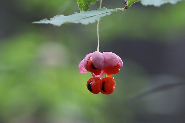 bršlen bradavičnatý Euonymus verrucosus Scop.