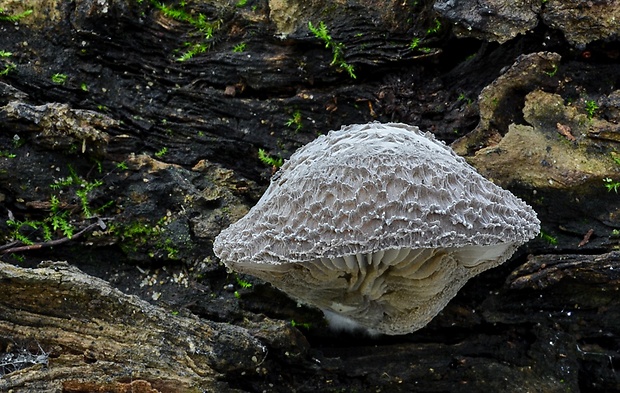 lastúrka plstnatá Hohenbuehelia mastrucata (Fr.) Singer