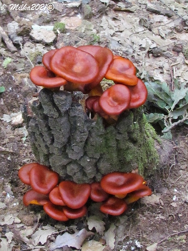 kališník hnedooranžový Omphalotus olearius (DC.) Singer