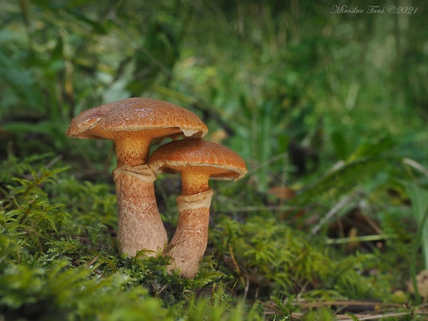 masliak tridentský Suillus tridentinus (Bres.) Singer