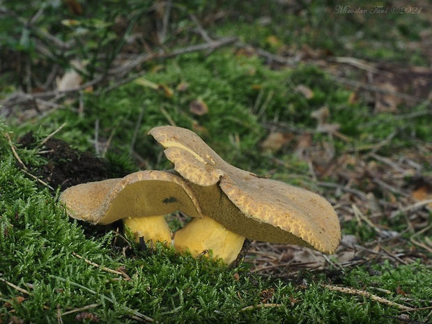 masliak strakatý Suillus variegatus (Sw.) Kuntze