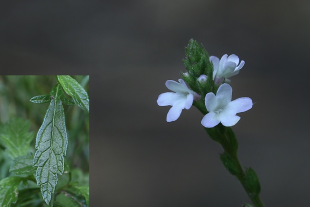 železník lekársky Verbena officinalis L.