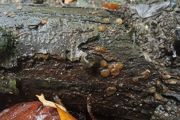 hrubatka Babingtonova ? Adelphella babingtonii (Berk. & Broome) Pfister, Matočec & I. Kušan