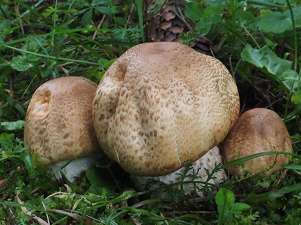 pečiarka obrovská Agaricus augustus Fr.