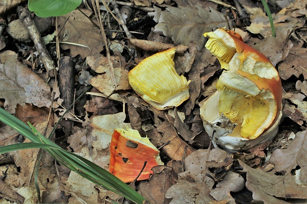 muchotrávka cisárska Amanita caesarea (Scop.) Pers.