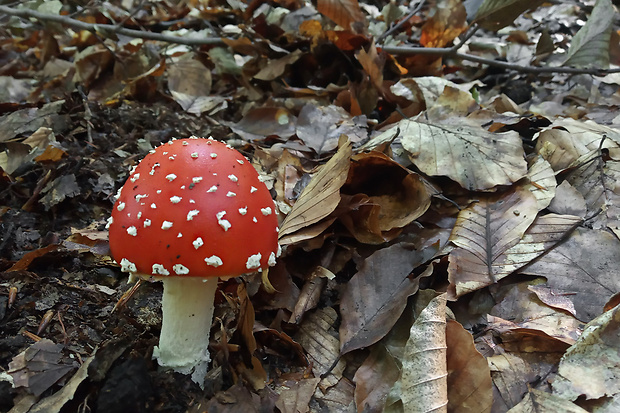 muchotrávka červená Amanita muscaria (L.) Lam.