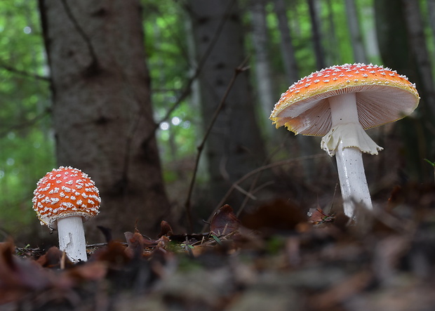 muchotrávka červená Amanita muscaria (L.) Lam.