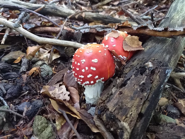 muchotrávka červená Amanita muscaria (L.) Lam.