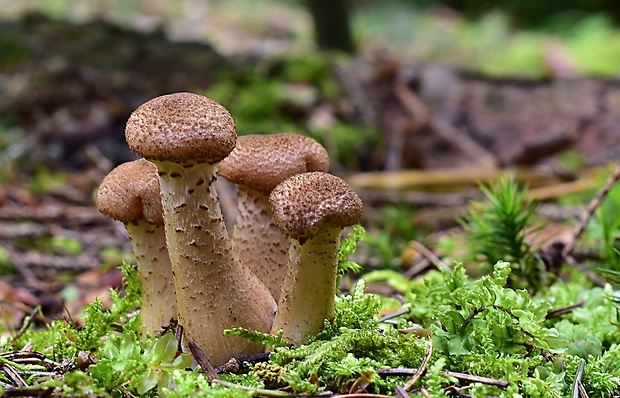 podpňovka obyčajná Armillaria mellea (Vahl) P. Kumm.