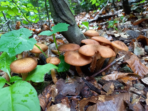 podpňovka obyčajná Armillaria mellea (Vahl) P. Kumm.