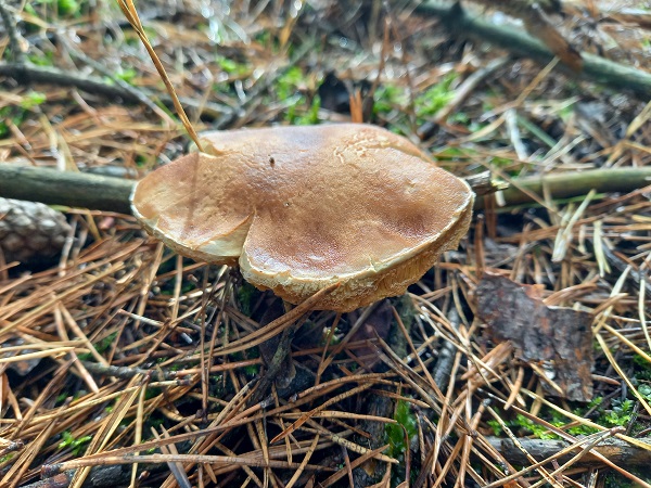 hríb smrekový Boletus edulis Bull.