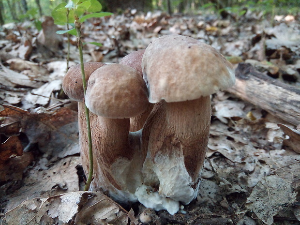 hríb dubový Boletus reticulatus Schaeff.