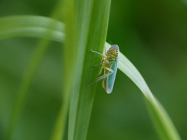 cikádka zelená Cicadella viridis