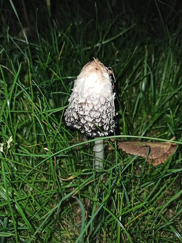 hnojník obyčajný Coprinus comatus (O.F. Müll.) Pers.