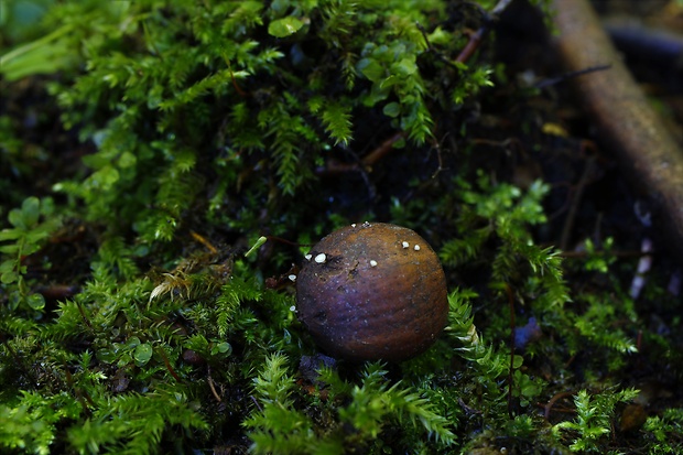 čiašočka Hymenoscyphus sp.