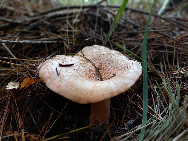 rýdzik pravý Lactarius deliciosus (L.) Gray