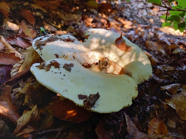 rýdzik korenistý Lactarius piperatus (L.) Pers.