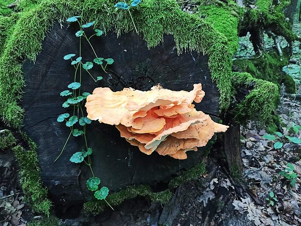 sírovec obyčajný Laetiporus sulphureus (Bull.) Murrill