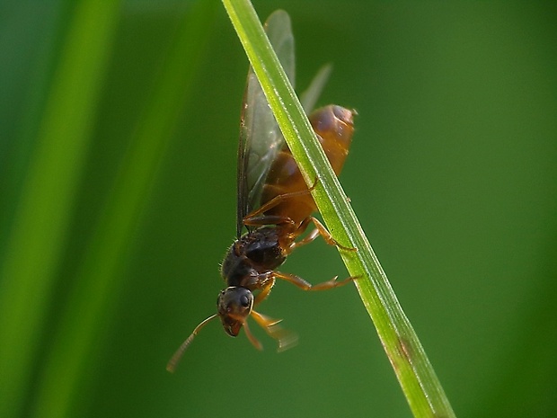 mravec žltý Lasius flavus