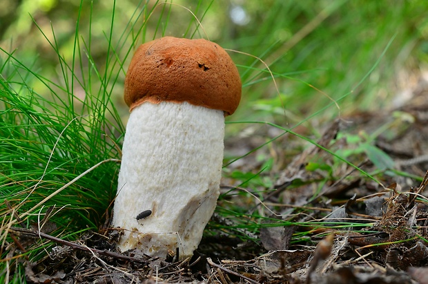 kozák osikový Leccinum albostipitatum den Bakker & Noordel.