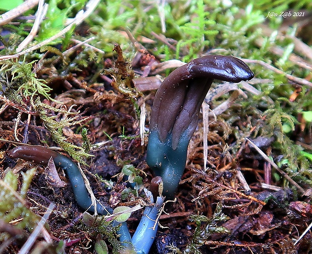 drobnojazýček  Microglossum truncatum V. Kučera, Lizoň & Tomšovský