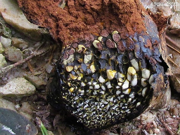 hráškovec obyčajný Pisolithus arhizus (Scop.) Rauschert