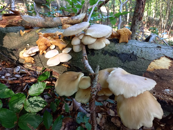 hliva buková Pleurotus pulmonarius (Fr.) Quél.