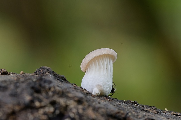 hliva Pleurotus sp.