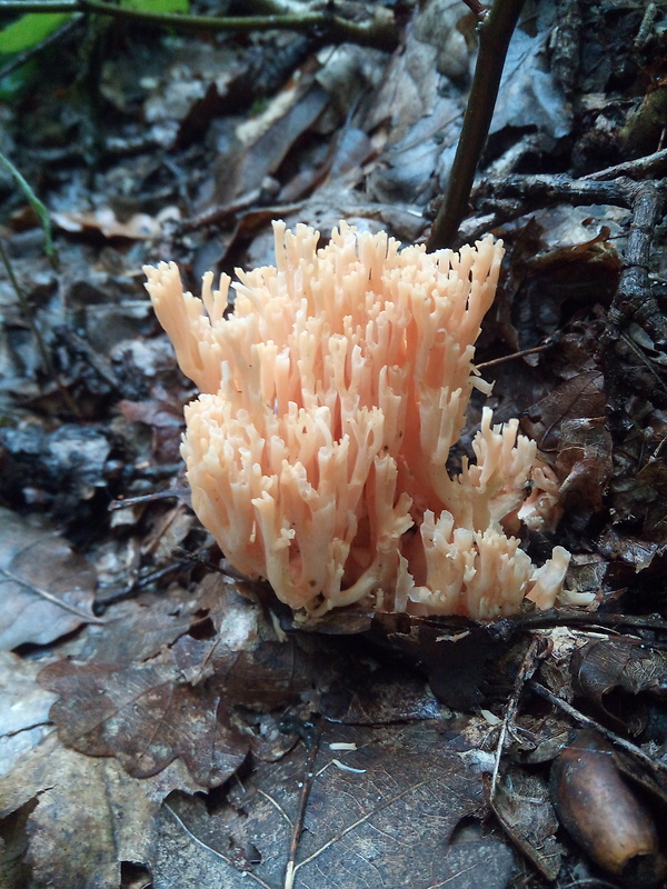 strapačka koralovitá Ramaria botrytis (Pers.) Ricken