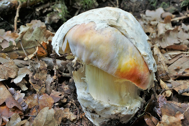 muchotrávka cisárska Amanita caesarea (Scop.) Pers.